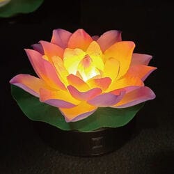 七色蓮花ゆらぎ
