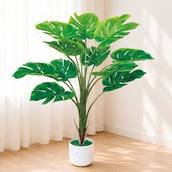 お手軽観葉植物