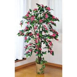 お手軽観葉植物