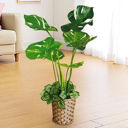 お手軽観葉植物