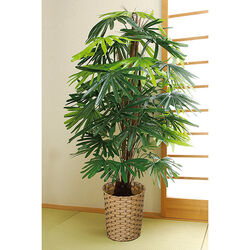 お手軽観葉植物