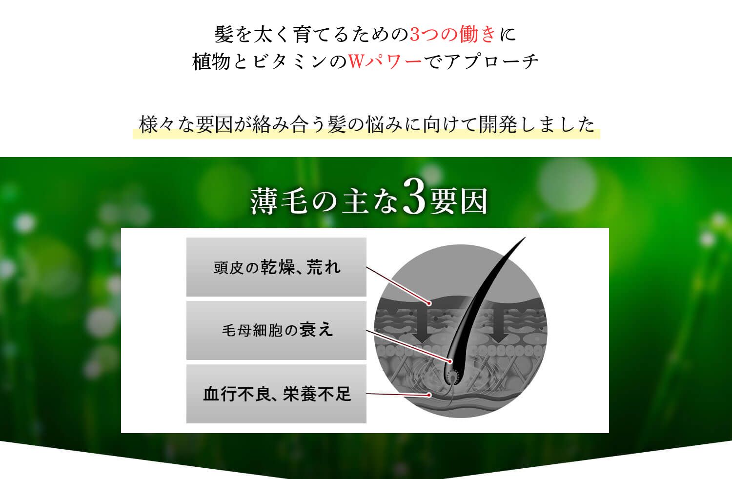 髪を強く太く育てるための3つの働きに植物とビタミンのWパワーでアプローチ 様々な要因が絡み合う髪の悩みに向けて開発しました