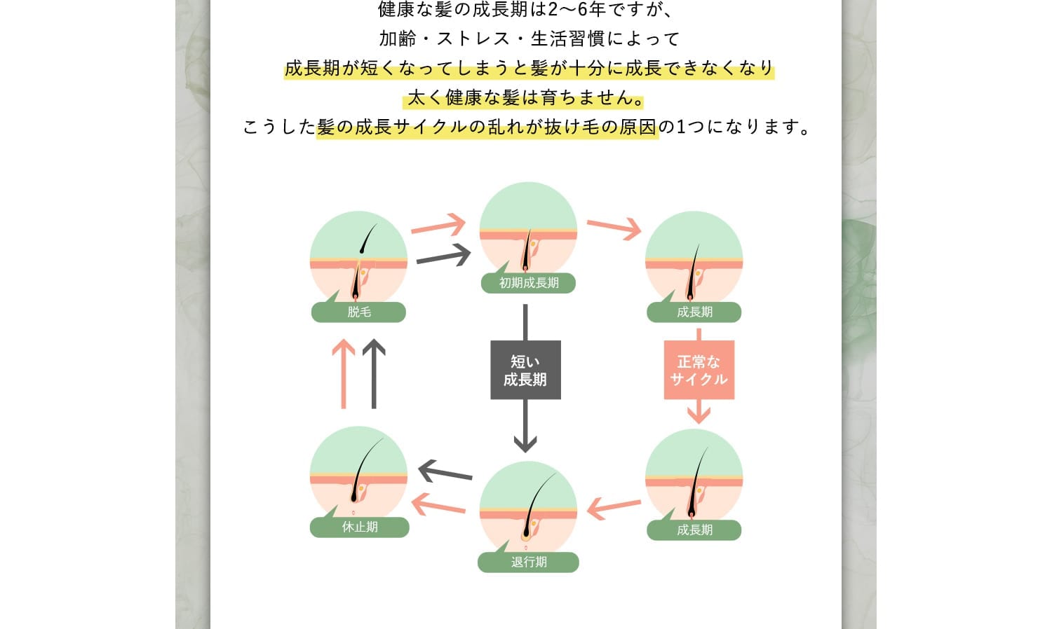 健康な髪の成長期は2～6年ですが、加齢・ストレス・生活習慣によって成長期が短くなってしまうと髪が十分に成長できなくなり太く健康な髪は育ちません。こうした髪の成長サイクルの乱れが抜け毛の原因の1つになります。