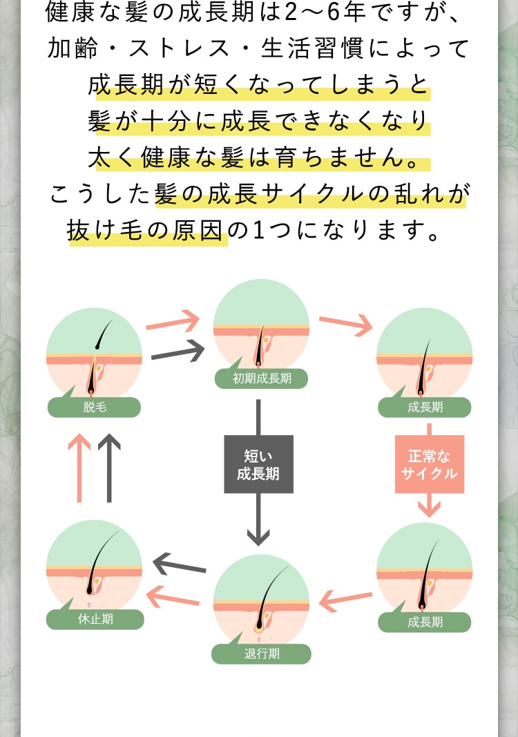健康な髪の成長期は2～6年ですが、加齢・ストレス・生活習慣によって成長期が短くなってしまうと髪が十分に成長できなくなり太く健康な髪は育ちません。こうした髪の成長サイクルの乱れが抜け毛の原因の1つになります。