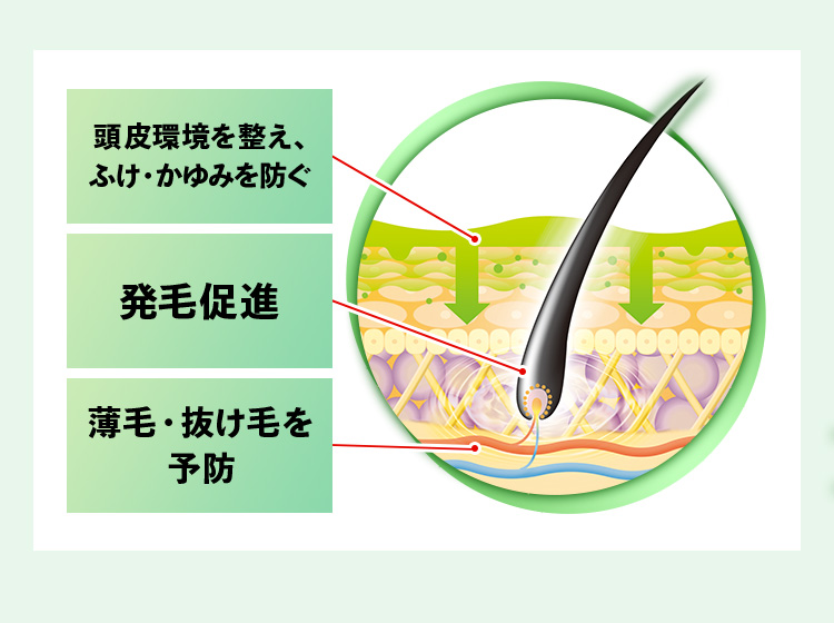 頭皮環境を整え、ふけ・かゆみを防ぐ 発毛促進 薄毛・抜け毛を予防